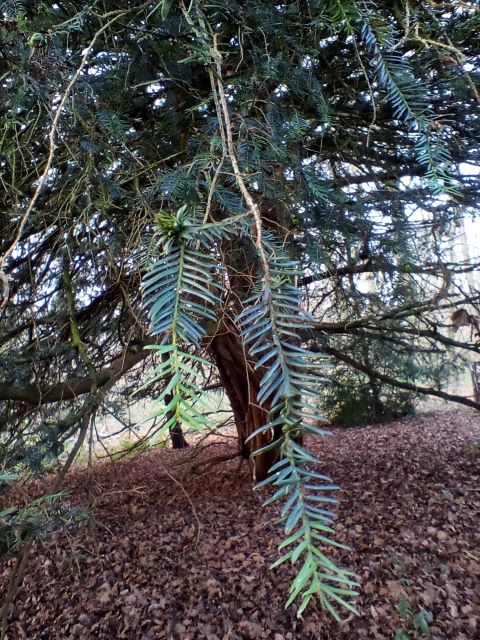 A photo showing the pointed needles of the yew tree in a dark green at the base and bright green at the end.