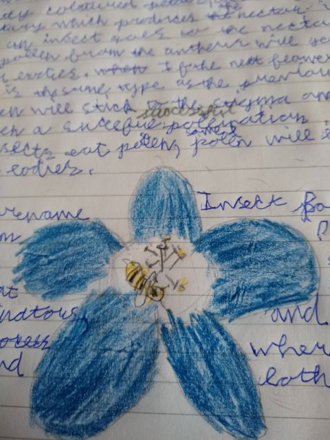 A drawing showing a yellow and black bee on a blue five-petalled flower brushing against the anthers.
