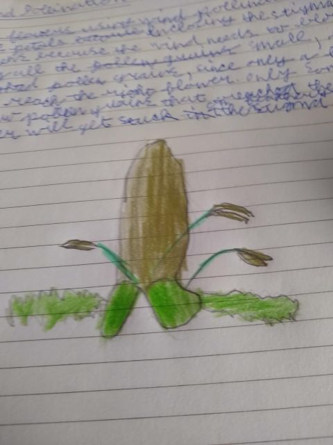 A drawing showing a brown and green wind-pollinated plant with its green stigma coming out of its side. Two of the green filaments and brown anthers are coming out of the right while one is coming out of the left.