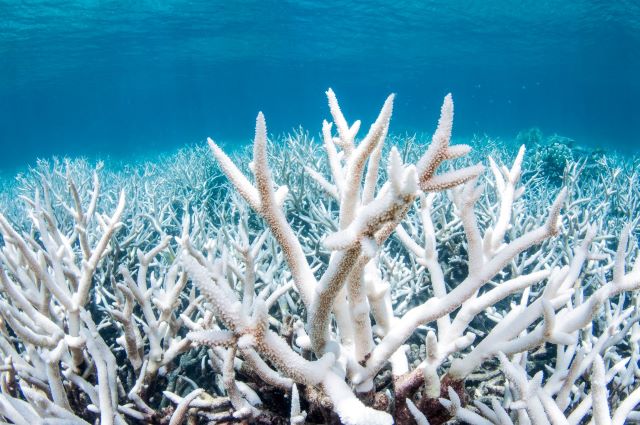 An image showing a field of bleached, white coral.