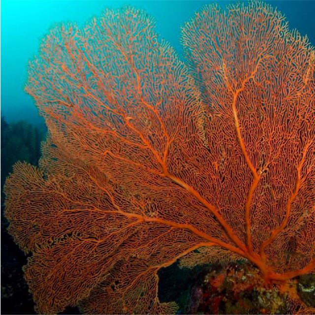 An image of red fan coral.