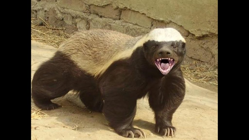 the-honey-badger-and-the-honey-guide