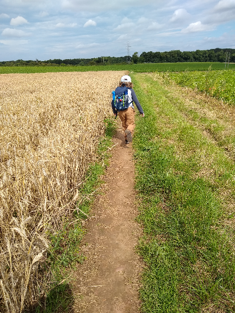 A photo of a boy running on a path between a yellow wheat field and a green potato field.