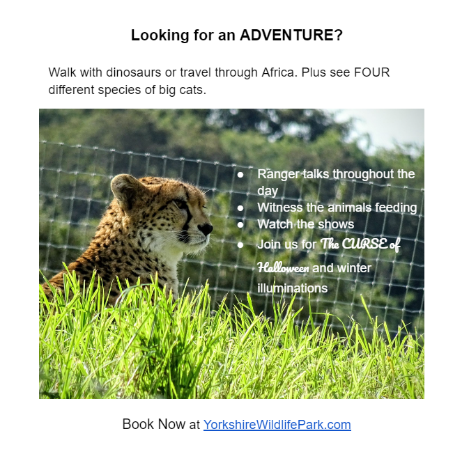 The advert featuring a photograph of a young female cheetah.
